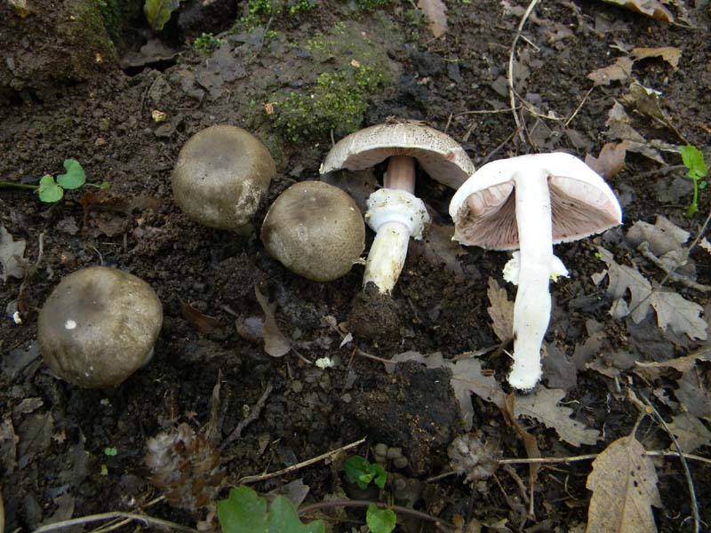 Agaricus fotog.il 15.10.2010.sotto Quercia